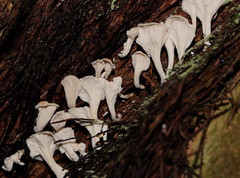 Cantharellus insignis