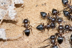Crematogaster cerasi