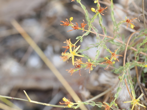 Hypericum triquetrifolium (Hypericum triquetrifolium)