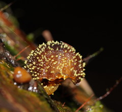 Neobarya agaricicola