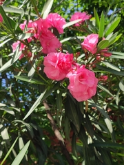 Nerium oleander