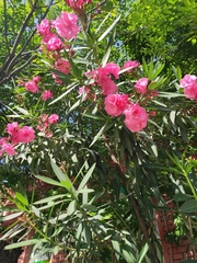 Nerium oleander