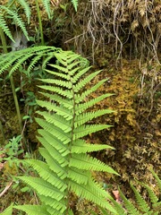 Dryopteris affinis borreri