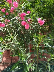 Nerium oleander