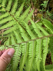 Dryopteris affinis borreri