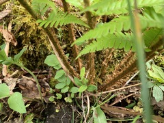 Dryopteris affinis borreri