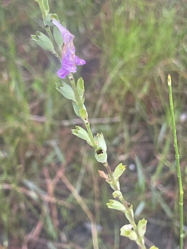 Image of Physostegia purpurea by (c) Kristály Cravens-Liszak, some rights reserved (CC BY)