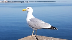 Larus argentatus