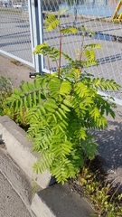 Sorbus aucuparia