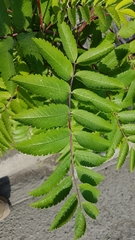 Sorbus aucuparia