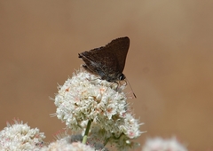 Satyrium tetra