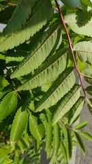 Sorbus aucuparia