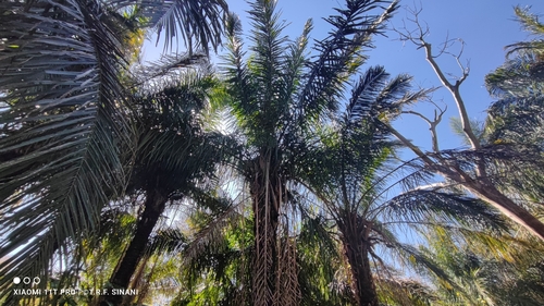 Image of Attalea phalerata by (c) Thomaz Ricardo Favreto Sinani, some rights reserved (CC BY)
