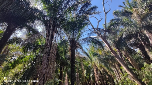 Image of Attalea phalerata by (c) Thomaz Ricardo Favreto Sinani, some rights reserved (CC BY)