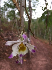 Dendrobium