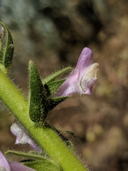 Sairocarpus multiflorus