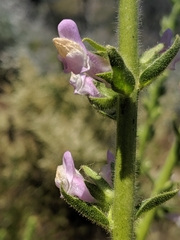 Sairocarpus multiflorus