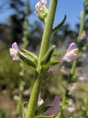 Sairocarpus multiflorus