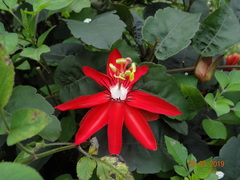 Passiflora coccinea