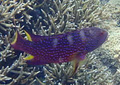 Variola louti