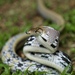 Southeast Asian Ratsnakes - Photo (c) hokoonwong, some rights reserved (CC BY-NC), uploaded by hokoonwong