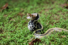 Coelognathus radiatus