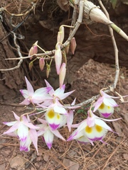Dendrobium devonianum