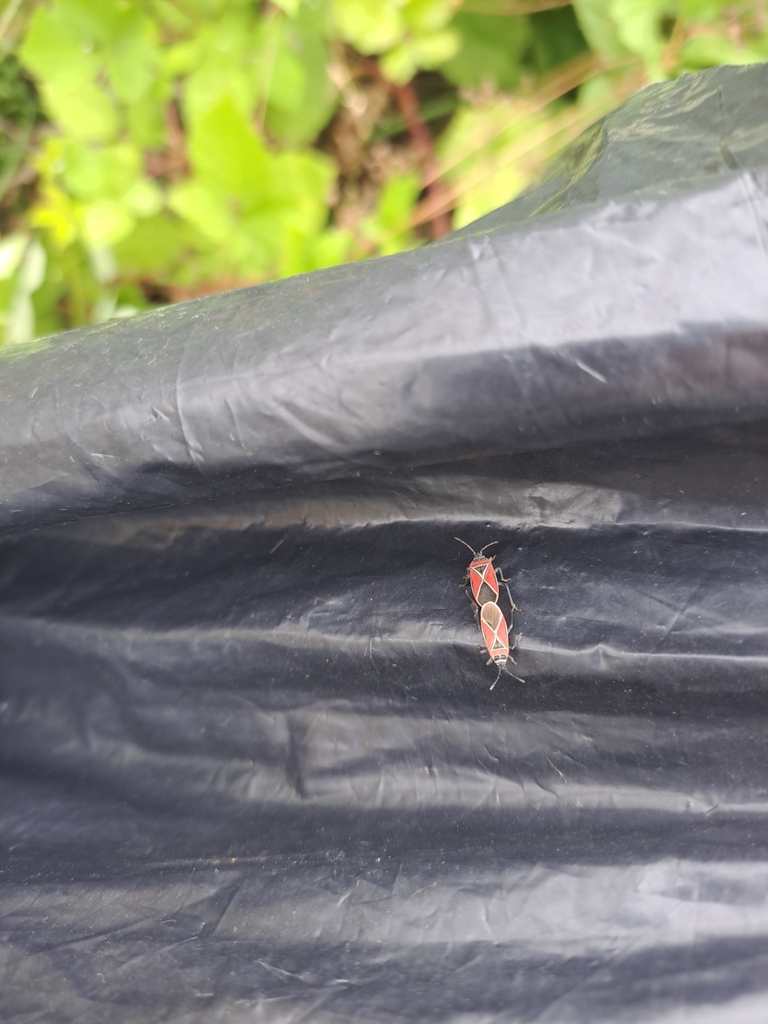White-crossed Seed Bug from King County, US-WA, US on July 22, 2024 at ...