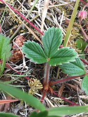 Fragaria chiloensis
