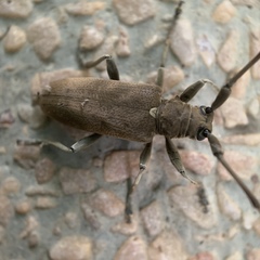 Acalolepta cervina