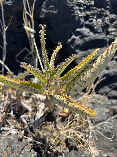 Kalanchoe daigremontiana