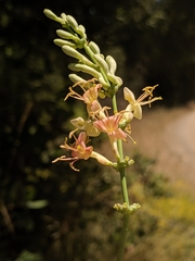 Lonicera interrupta