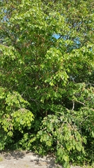 Ulmus