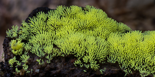 Šakotasis gleivukas nuotrauka