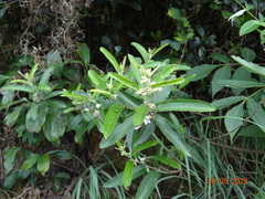 Helicteres angustifolia