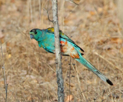 Golden-Shouldered Parrot photo 5