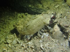 Centrogenys vaigiensis
