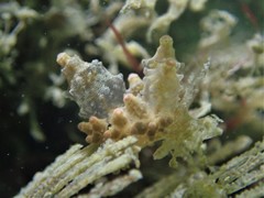 Eubranchus rubropunctatus
