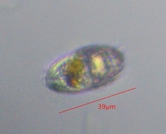 Colepidae
