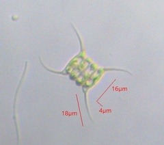 Scenedesmaceae