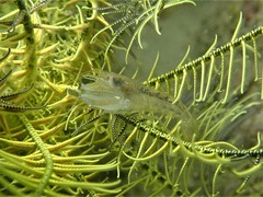 Synalpheus stimpsonii