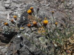 Erigeron petrophilus