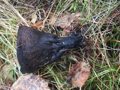 Urnula
