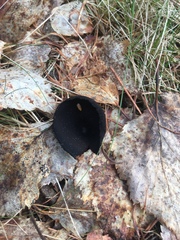 Urnula