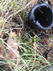 Urnula