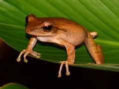 Polypedates macrotis