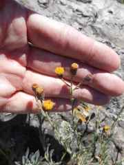 Erigeron petrophilus