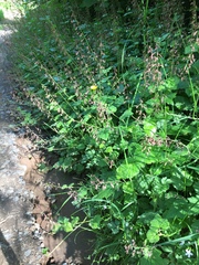 Tolmiea diplomenziesii