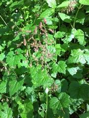 Tolmiea diplomenziesii