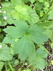 Ranunculus uncinatus